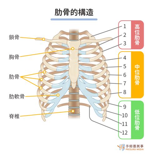 內傷會自己好嗎|我有肋骨骨折，該怎麼治療？